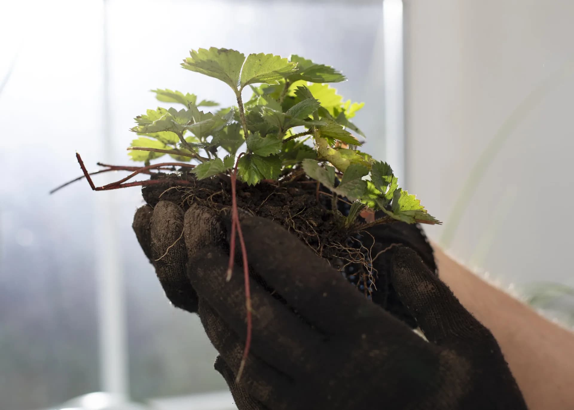 Root Flushing: When to Do It, How, and Common Mistakes
