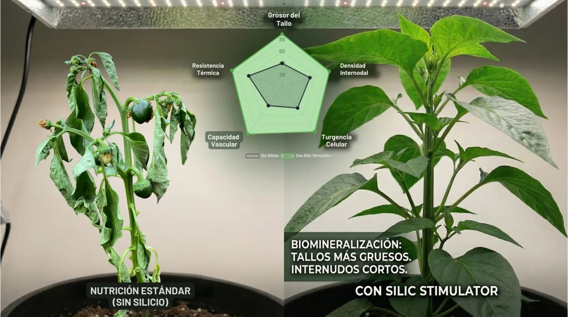 Growth-stage nutrition: how to achieve strong plants without deficiencies
