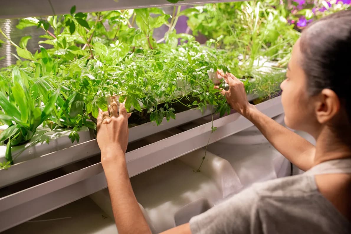 Real Bud Swelling: What Works and What’s Pure Marketing