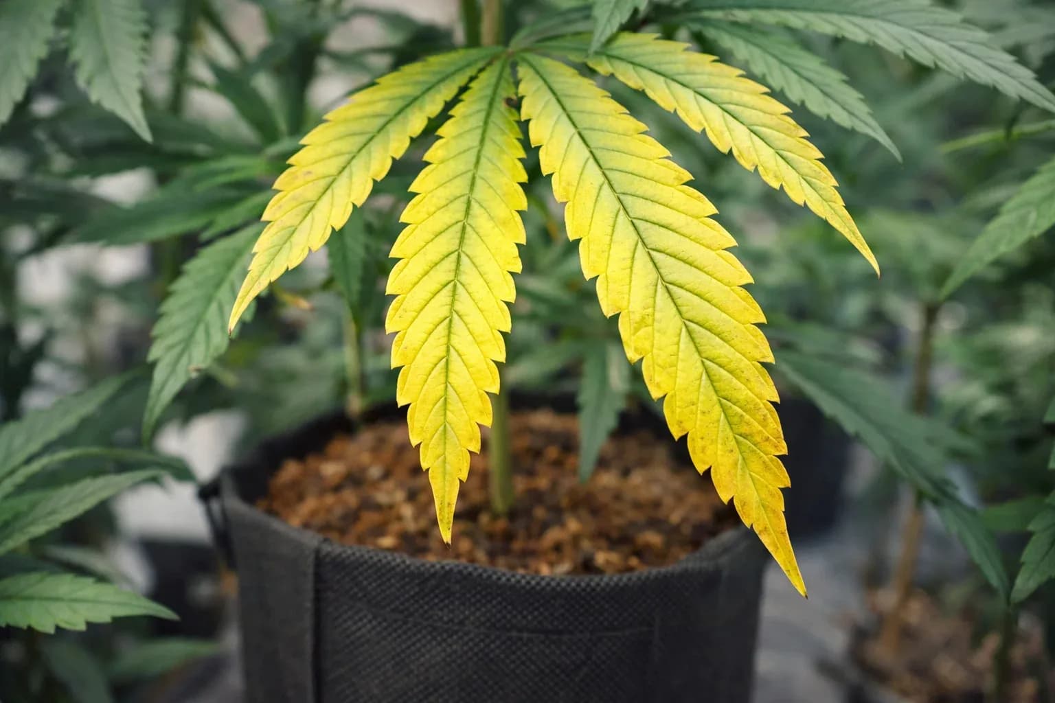 Common Indoor Cannabis Fertilization Mistakes and How to Avoid Them